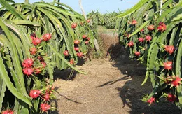 Sau khi tăng cao, giá thanh long bất ngờ giảm sâu