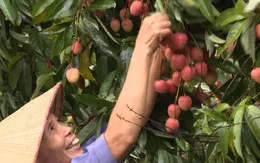 Giá bán vải thiều bình quân cả vụ của Bắc Giang đạt 31.800 đồng/kg