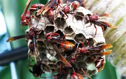 Bé 7 tuổi bị ong vò vẽ đốt 40 nốt khi đang chơi trong vườn