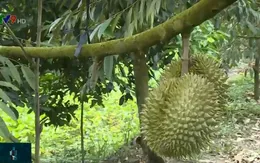 Tham gia tổ hợp tác, người trồng sầu riêng đổi đời