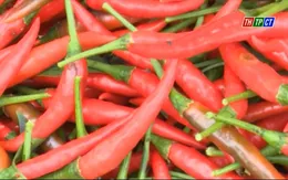 Ninh Thuận: Giá ớt tăng cao, lên đến 45.000 đồng/kg