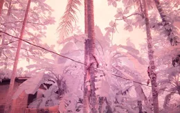 Sự ám ảnh trên hòn đảo với tỷ lệ người mù màu cao nhất thế giới