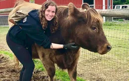 Bỏ ra 1,7 triệu để… ôm bò trong một tiếng