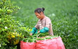 Ăn cay có thể làm tăng nguy cơ mất trí nhớ