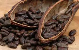 Giá cacao giảm mạnh