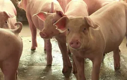 Ninh Thuận họp khẩn chống dịch tả lợn châu Phi