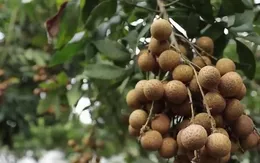 Thu hoạch nhãn, người phụ nữ bị ong đốt phải nhập viện