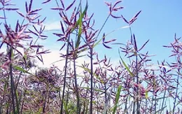 Cỏ cú - Thuốc quý cho phụ nữ