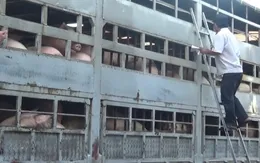 Hà Nội: 180 xã tái phát dịch tả lợn châu Phi