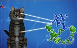 Phát hiện vaccine ngăn ngừa chứng dị ứng mèo