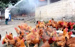 Tiêu hủy 1.500 con gà nhiễm cúm A/H5N1