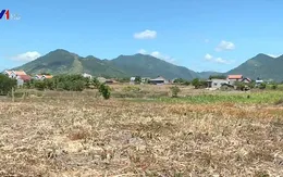 Nông dân Khánh Hòa ồ ạt bán đất trồng mía
