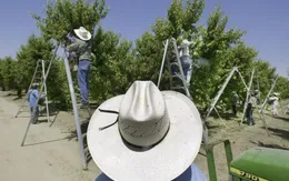 Mỹ: Bang California cấm sử dụng thuốc bảo vệ thực vật do nguy cơ gây hại cho sức khoẻ