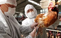 Ca nhiễm cúm H5N6 ở người đầu tiên tại Bắc Kinh, Trung Quốc