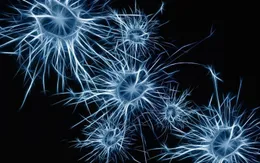 Phát hiện sự liên quan giữa tế bào miễn dịch ở não và bệnh Alzheimer