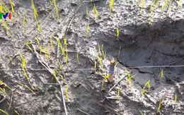 Nguy hiểm rình rập từ bẫy chuột bằng điện