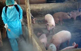 Công tác phòng chống dịch tả lợn châu Phi có nhiều chuyển biến tích cực
