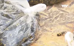 Cảnh báo ngộ độc do ăn côn trùng