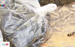 Nhiều trẻ em ở Kon Tum bị bỏng, lở loét do bắt sâu ban miêu
