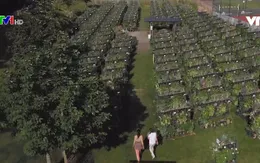 Mô hình trang trại đô thị tại Brussels (Bỉ)