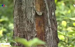 Ninh Bình: Rừng thông phòng hộ bị cạo vỏ