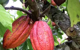 Giá ca cao tăng mạnh