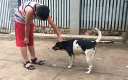 Nguy cơ nhiễm giun, sán từ chó, mèo