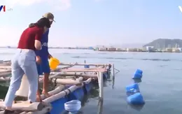 Không khí nhộn nhịp tại vùng nuôi tôm hùm tỉnh Phú Yên