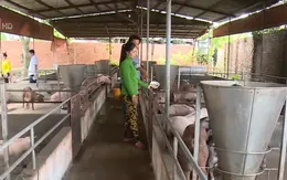 Đàn lợn thử nghiệm ăn hèm rượu chữa tả lợn châu Phi đã chết gần hết