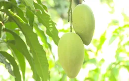 Làm nông "xanh", hái trái "sạch"