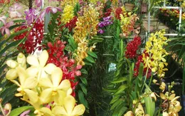 Hoa Đà Lạt nở đúng dịp, giá tăng cao