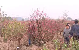 Đào "cười", người khóc