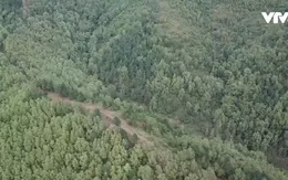 Tăng cường bảo vệ khu vực trọng điểm cháy rừng dịp Tết Nguyên đán