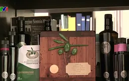 Ngành sản xuất dầu ô liu của Italy bắt đầu đà phục hồi