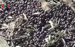 Người trồng ô liu ở Tunisia lao đao trước cảnh “được mùa, rớt giá”