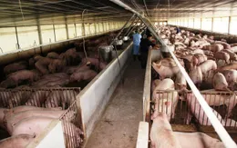 Lợn hơi giảm giá nhưng người tiêu dùng vẫn khó mua được thịt giá rẻ