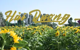 Vườn hướng dương 26.000 bông mở cửa miễn phí đón khách