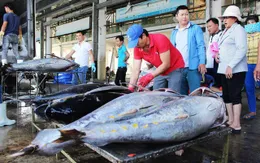 Cá ngừ Việt tạo nên lịch sử hiếm có tại Italy