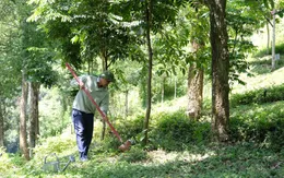 Chung tay để “triệu cây vươn cao cho Việt Nam xanh”