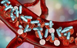 Xác định gene gây bệnh nhiễm trùng huyết ở người
