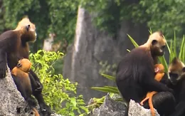 Tăng cường phòng, chống tội phạm về đa dạng sinh học