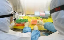 Virus cảm lạnh có thể ngăn chặn SARS-CoV-2 sao chép