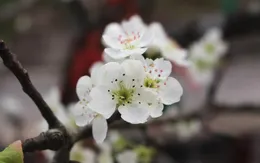 Dân Hà thành đua nhau săn hoa lê rừng, giá tiền triệu mỗi cành