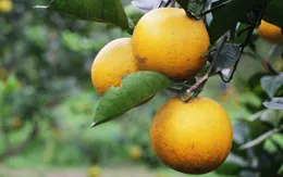 Cây có múi được mùa nhưng vẫn cần phát triển bền vững