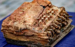 Phát hiện máy mật thư “Enigma” quý hiếm từ Thế Chiến II