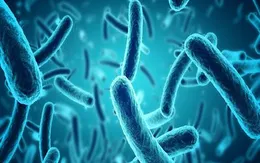Xác định độc tố cho thấy khuẩn E.coli gây tiêu chảy kéo dài