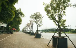 Kỳ lạ trồng cây trong bồn nhựa cao 1 mét trên vỉa hè