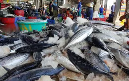 Trao cơ hội từ Hiệp định EVFTA đến ngư dân