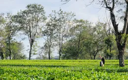 Biển hồ chè Pleiku - Sắc xanh đầy sức sống