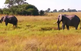 Clip vui: Hai chú voi vô tình dừng chờ đèn xanh cạnh xe chở... mía